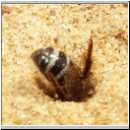 Cerceris rybyensis - Knotenwespe 22 Furchenbiene wird ins Nest gezogen.jpg